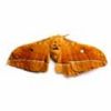 Male Silk Moth Extract